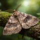hormita: Hidden Story of a Tropical Moth Genus in ScienceLab