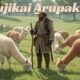 hitsujikai arupaka: Japan’s Unusual Alpaca Herding Culture