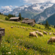 Wollmatten: Hidden Landscape of Alpine Tradition Today