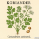 Koriandri: Complete Guide to Koriandri Uses, Benefits, Growing